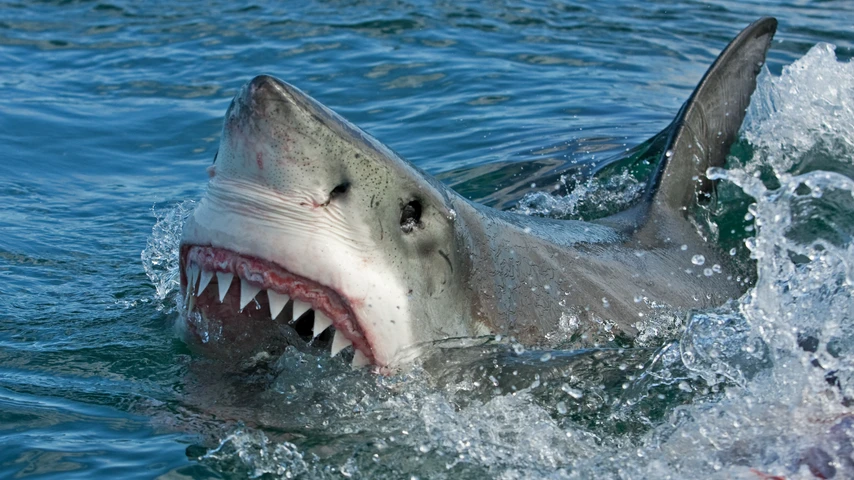 A Great white shark breaching the water's surface 